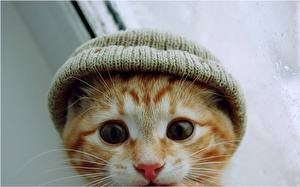 Fondos de escritorio Gato Gatitos Sombrero del invierno Animalia