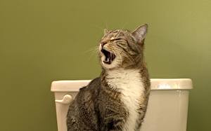 Papel de Parede Desktop Gatos Sala de toalete  um animal