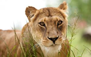 Fonds d'écran Fauve Lions Lionne
