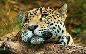 Papel de Parede Desktop Fauve Jaguar