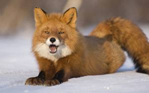 Pictures Foxes