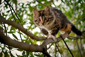 Wallpapers Cat Branches animal