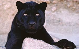 Tapety na pulpit Wielkie koty Czarny jaguar Zwierzęta