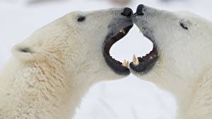 Papel de Parede Desktop Ursos Urso-polar