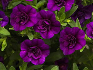 Image Calibrachoa Flowers