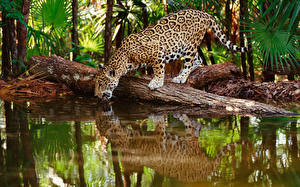 Bureaubladachtergronden Pantherinae Jaguars