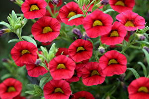 Image Calibrachoa Flowers