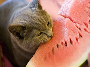 Images Cat Watermelons Piece Animals