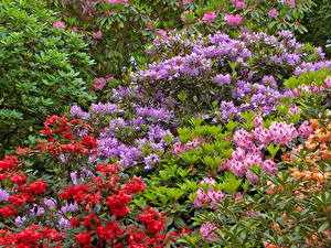 Bakgrunnsbilder Rhododendron