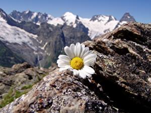 Image Matricaria Mountain Flowers