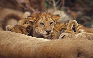 Pictures Big cats Cubs animal