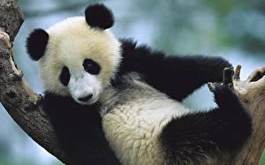 Sfondi desktop Orso Panda maggiore Animali
