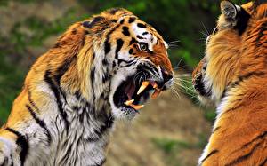Picture Big cats Tiger Canine tooth fangs Fight Animals