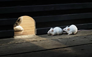 Bakgrunnsbilder Katter En mus Dyr