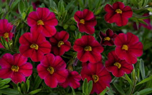 Bakgrundsbilder på skrivbordet Calibrachoa Blommor