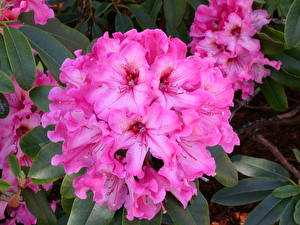 Pictures Rhododendron