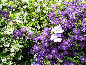 Picture Clematis  Flowers