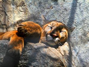 Bilder Große Katze Pumas Tiere