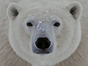 Papel de Parede Desktop Urso Urso-polar um animal
