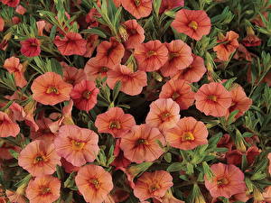 Bilder Calibrachoa Blüte