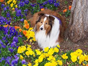 Wallpapers Dog Collie Animals