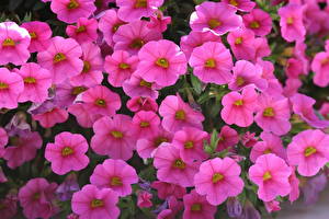 Hintergrundbilder Calibrachoa Blumen