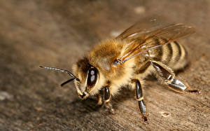 Tapety na pulpit Insekty Pszczoły Zwierzęta