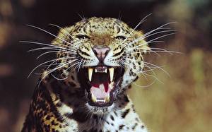 Bakgrundsbilder på skrivbordet Pantherinae Leoparder Huggtänder Arg Djur