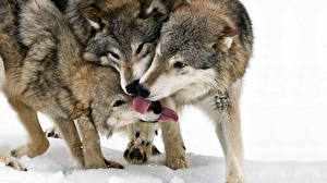 Fotos Wölfe Zunge Tiere