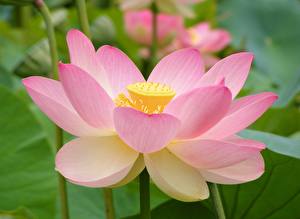 Bakgrundsbilder på skrivbordet Lotussläktet Blommor