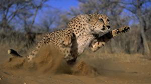 Bureaubladachtergronden Pantherinae Cheeta Dieren
