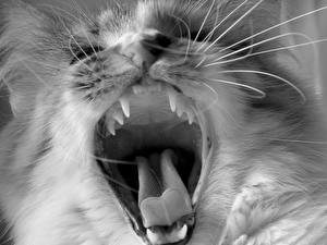 Tapety na pulpit Kot domowy Kły Język (anatomia) Zęby Ziewają Zwierzęta