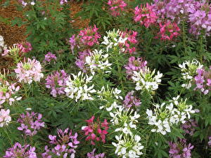 Wallpapers Cleome