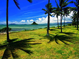 Bakgrunnsbilder Tropene Hav (verdenshav) Palmer Hawaii Natur