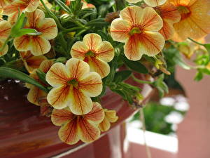 Bakgrundsbilder på skrivbordet Calibrachoa Blommor