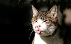 Papel de Parede Desktop Gatos Língua um animal