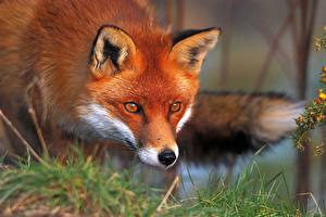 Photo Foxes