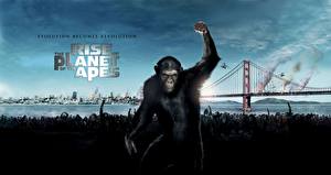 桌面壁纸，，猿人爭霸戰：猩凶革命，電影