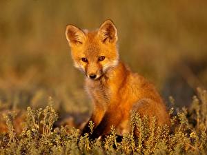 Image Foxes Animals