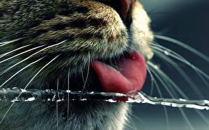 Bureaubladachtergronden Katten Close-up Tong (anatomie) Snorharen Dieren