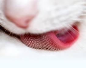 Pictures Cats Closeup Tongue animal