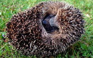 Images Hedgehogs animal