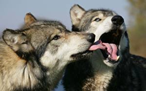 Photo Wolves Tongue Animals