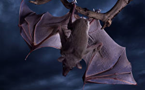 Papel de Parede Desktop Morcegos um animal