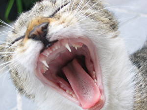 Bakgrundsbilder på skrivbordet Katter Huggtänder En tunga Tänder Gäspar Djur