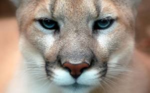 Bilder Große Katze Puma Tiere