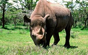 Wallpaper Rhino Animals