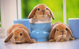 Hintergrundbilder Nagetiere Kaninchen ein Tier