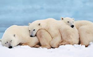 Wallpapers Bears Polar bears animal