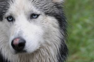 Bakgrunnsbilder Hund Sibirsk husky Dyr